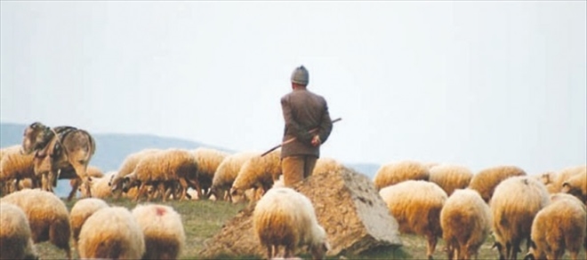 Çoban istihdam desteklemesi yapılacak