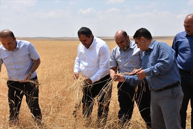 Dolu ekinlere büyük zarar verdi