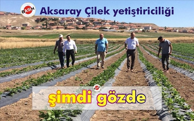 Aksaray´da çilek yetiştiriciliği yaygınlaşıyor