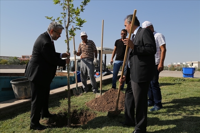 Ruşen Keleş Adına Çınar Fidanı Dikildi