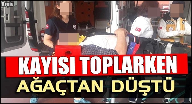 KAYISI TOPLARKEN DÜŞTÜ YARALANDI