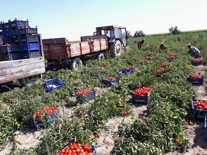 Salçalık biberde de marka oldular