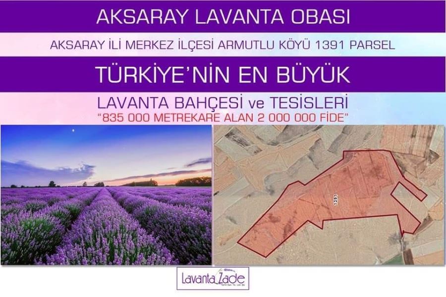 AKSARAY-ARMUTLUYA DEVASA LAVANTA BAHÇESİ