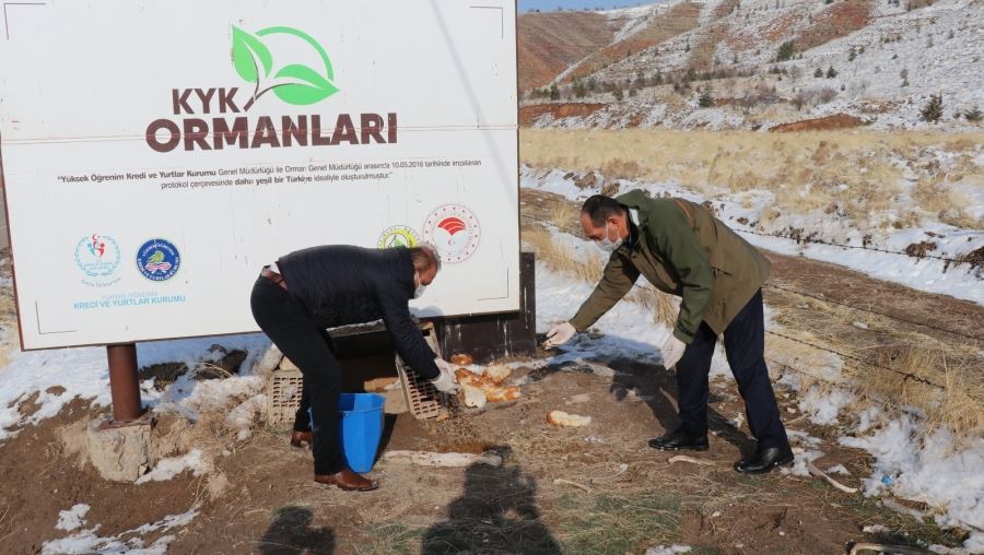 Aksarayda Sokak Hayvanları İhmal Edilmiyor